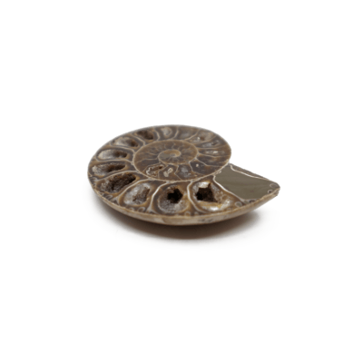 Ammonite Cleoniceras (Mesozoic)