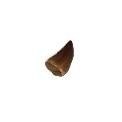 Mosasaurus Tooth (Mesozoic)
