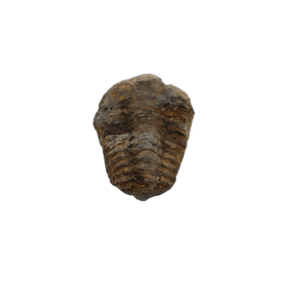 Trilobite Flexicalymene (Palaeozoic)
