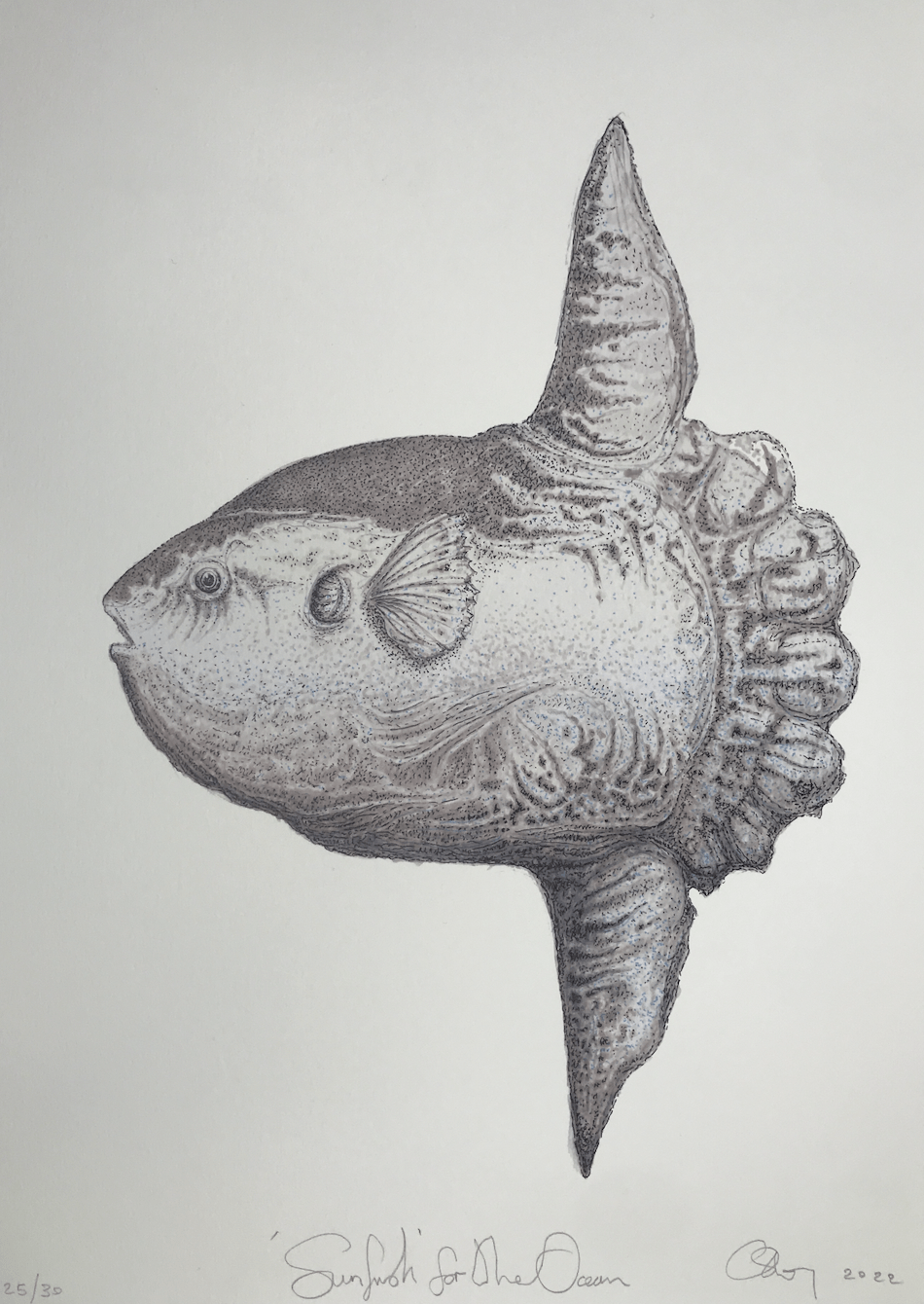 The Ocean - Sunfish - Art Print - Pelagic Records